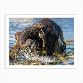 Elephant In The Chobe River Botswana Póster