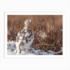 Ptarmigan In Winter Art Print