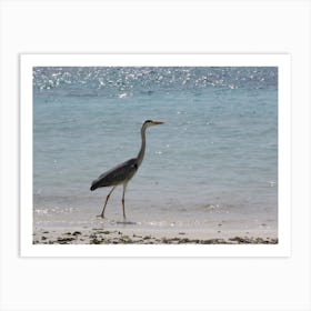 Heron On The Beach Tropical Maldives Art Print