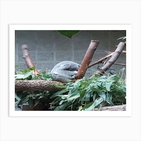 Koala bear Art Print