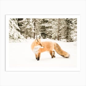 Winter Fox Art Print