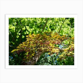 Treetops with green and yellow leaves, Japanese Maple Art Print