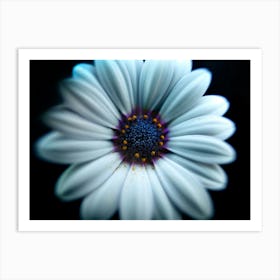 Daisy on Black  Botanical  Art Print Art Print