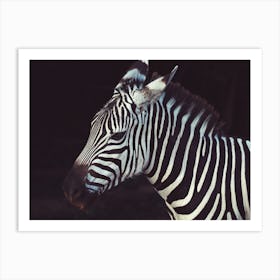 Zebra At Night Art Print