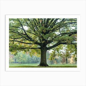 Green Autumn Tree Art Print