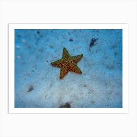 Starfish Art Print