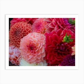 Dahlias 4 Art Print