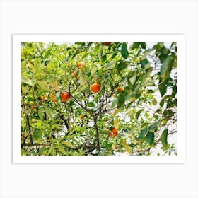 Oranges On A Tree // Valencia, Spain, Travel Photography Art Print