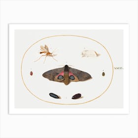 Two Moths, Two Chyrsalides, And Other Insects (1575–1580), Joris Hoefnagel Art Print