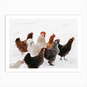 Snowy Hens Art Print