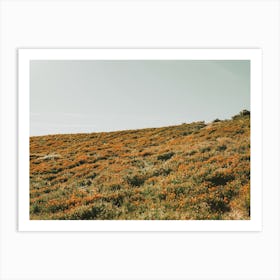 California Super Bloom Art Print