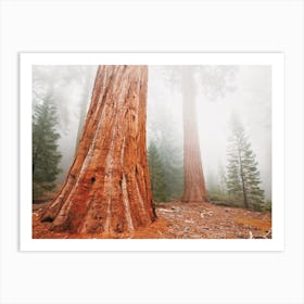 Foggy Redwood Forest Art Print