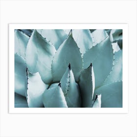 Blue Agave Leaves Art Print