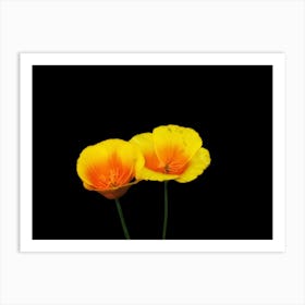 Poppies 1 Art Print