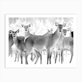 Deer In The Snow Art Print