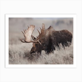 Neutral Rustic Moose Art Print