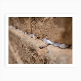 Notes To God In The Cracks Between The Bricks Of The Western Wall In The Old City Of Jerusalem Israel Art Print