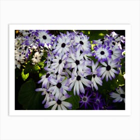 Purple And White Daisies Flower Art Print