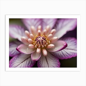 Purple Clematis Flower Art Print