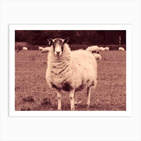 Sheep In A Field 2 Art Print