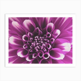 Purple Dahlia Flower Art Print