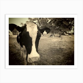 Black and White Cow In The Field Park Art Print
