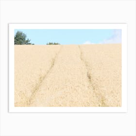 Barley field, Fife 11626 Art Print