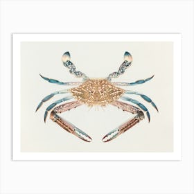 Portunua Pelagicus (Blue Crab) (1737–1770), Luigi Balugani Art Print