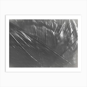 Cellophane Art Print