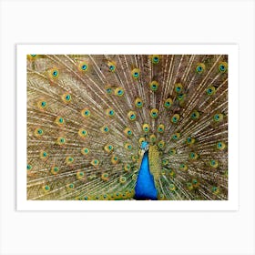 Peacock Plumage Bird Peafowl Art Print