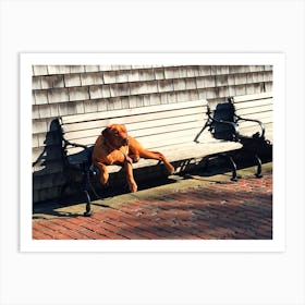 Dog On A Bench in Edgartown (Martha’s Vineyard Series) Art Print