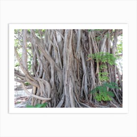 Banyan Tree Tropical Multistem The Maldives Art Print