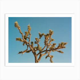 Joshua Tree Moon III on Film Art Print