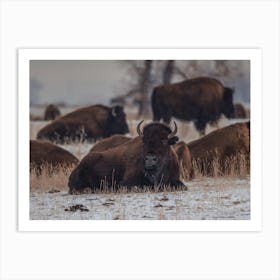 Snowy Ground Bison Art Print