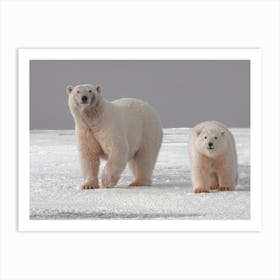 Polar Bear Pair Art Print