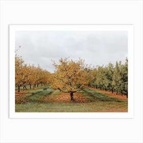 Fall Apple Orchard Art Print