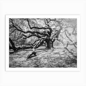 Angel Oak Art Print