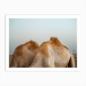 Camel humps close together - Al Wathba Abu Dhabi UAE photo print - moody animal photography art Art Print