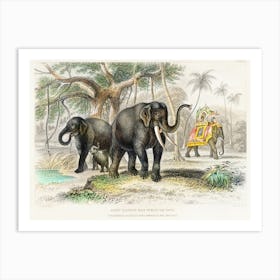 Asiatic Elephant And Caparisoned Elephant, Oliver Goldsmith Art Print