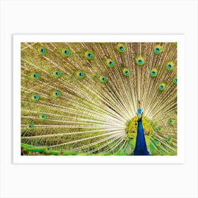 Peacock Displaying Feathers Art Print