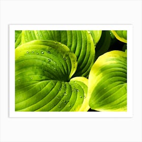 Hosta Leaves with Water Droplets Art Print