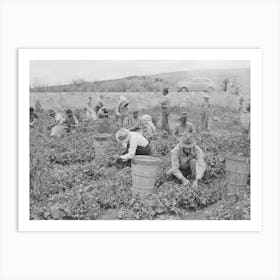 Pea Pickers At Work, Canyon County, Idaho, This Is Labor Supplied By Contractors By Russell Lee Art Print