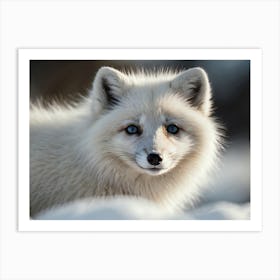 Arctic Fox 4 Art Print