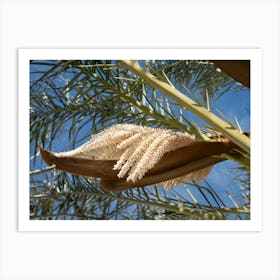 Flowering date palm in spring Art Print