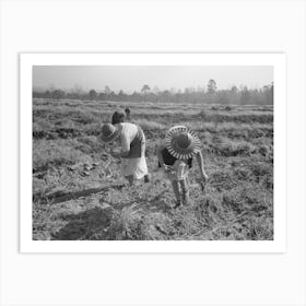 Children Of Sharecropper Picking Up Sweet Potatoes In Field Near Laurel, Mississippi By Russell Lee Art Print