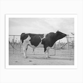 Untitled Photograph, Possibly Related To Pedigreed Holstein Herd Bull At The Casa Grande Valley Farms Art Print