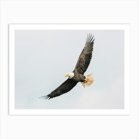 Flying Bald Eagle Art Print