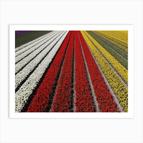 Tulip Fields, Netherlands Art Print