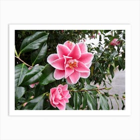 Frosty Camellia pink flowers Art Print