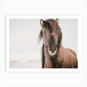 Shaggy Brown Horse Art Print